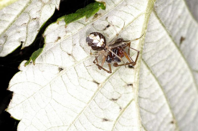 Theridion_varians_D5198_Z_88_Les Gris_Frankrijk.jpg